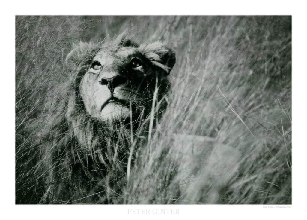 Lion Pride / Botswana 2002 © Peter Ginter