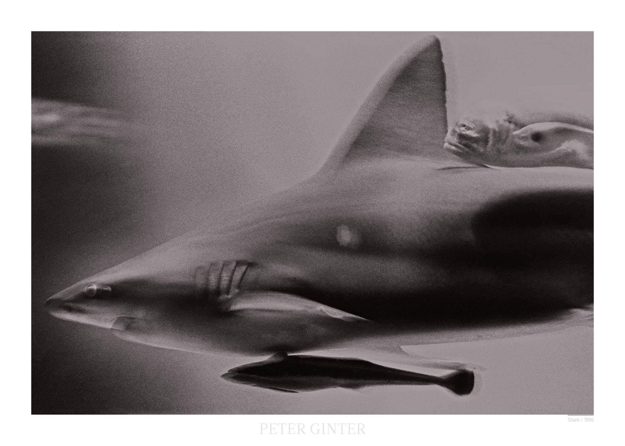 Shark / 1996 © Peter Ginter